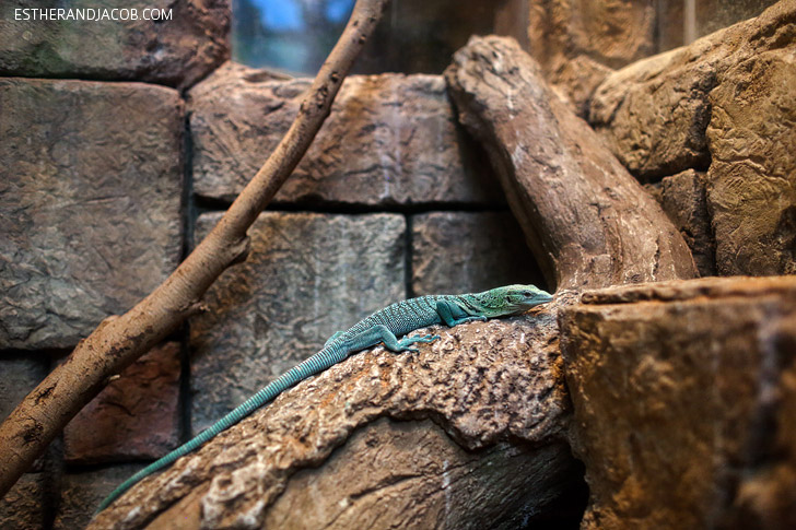 Green Tree Monitor (varanus prasinus) at the Shark Reef Aquarium at Mandalay Bay Las Vegas NV.