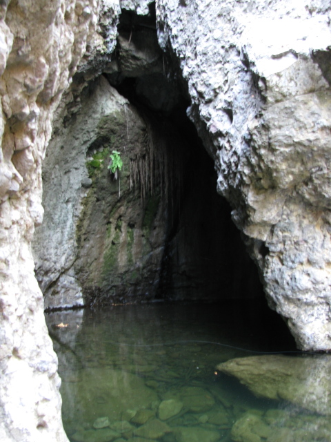 water in a cave, with roots hanging down from the ceiling