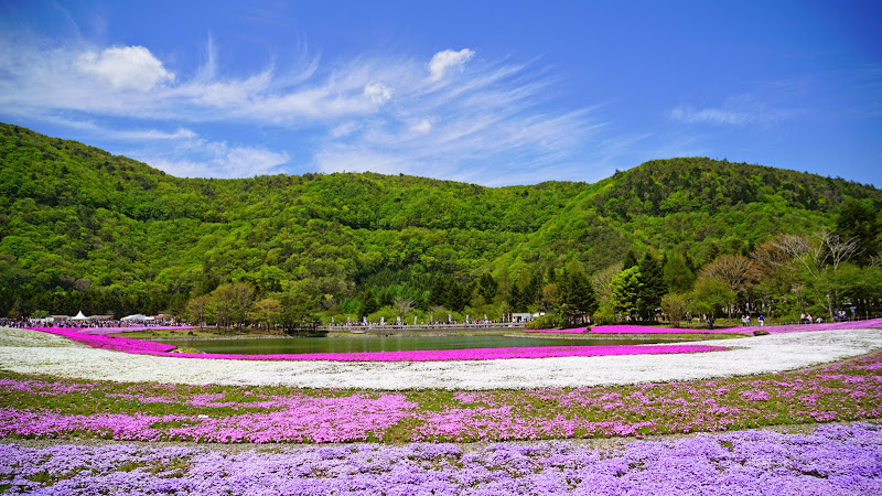 富士芝桜まつり 写真13