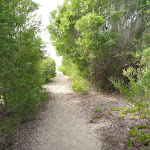 Sandy track through vegetation on Redhead Beach (391061)
