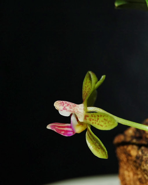Phalaenopsis Stromini Stob8-001