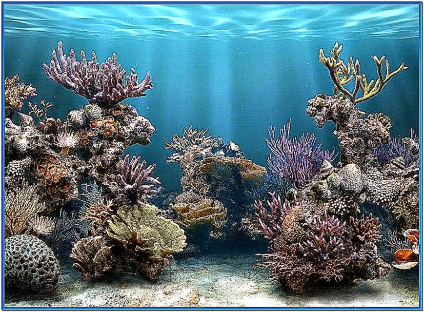 Aquarium Wallpaper 3d Pic Image Num 30