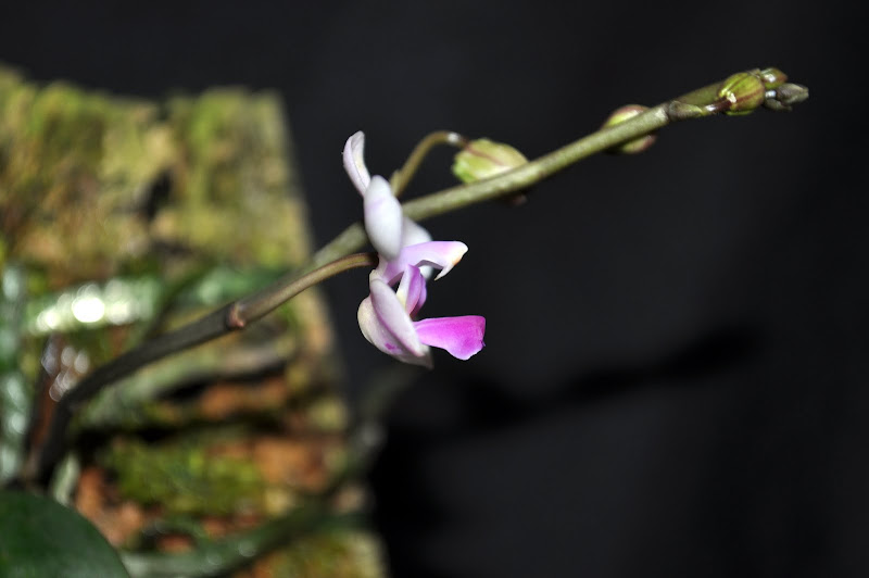 Phalaenopsis wilsonii DSC_0003