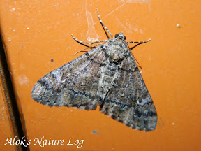 Geometridae, Ennominae