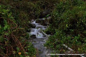 A tropical mountain stream near Honey Valley in Coorg