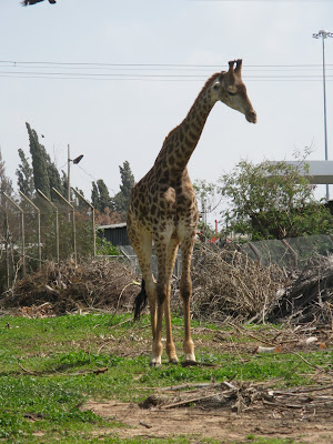 Израиль ранней весной.