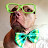 Otter the Pit Bull