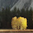 York Gorzolla avatar image