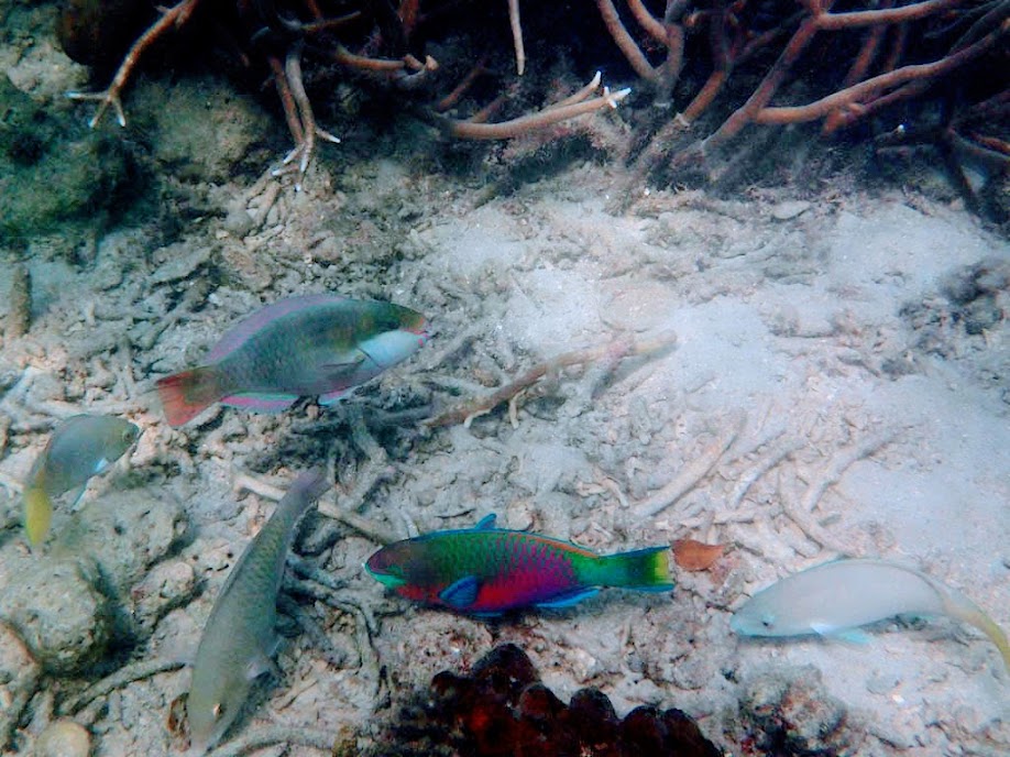 Parrotfish, Chindonan Island, Palawan, Philippines.