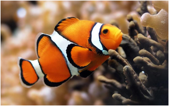 underwater wallpapers
