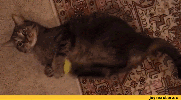 2.gif
