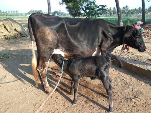 Nivetha Goat Farms, 2/187, Thuraiyur Main Road, State Highway 161, Reddipatty Post, Namakkal, Tamil Nadu 637002, India, Farm, state TN