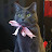 Taylor Starnes avatar image