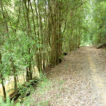 Ourimbah Creek beside the trail (369136)