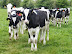 Cows at Ditchingham