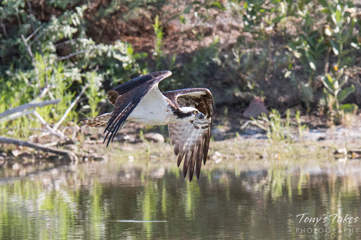 A male Osprey makes a low level flight across a pond in Longmont, Colorado. (© Tony’s Takes)