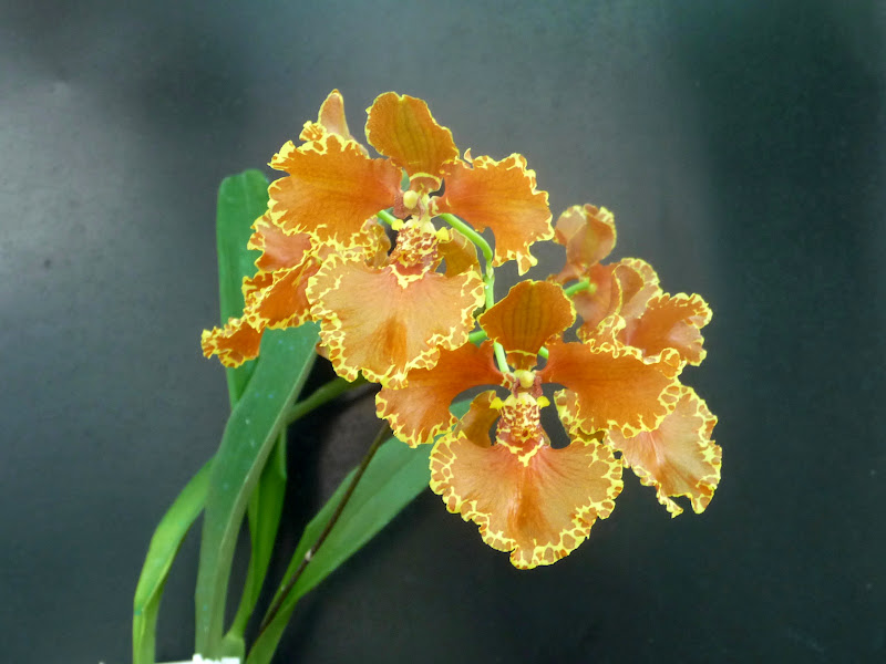 Oncidium forbesii P1200861