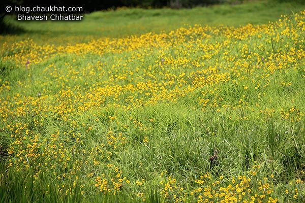 Beautiful yellow flower-bed of Bristly Smithia flowers [Smithia Setulosa, Motha Kawla, मोठा कवला]