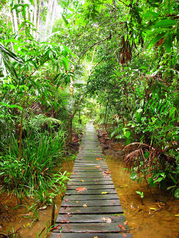 Нырнем в Малазийские джунгли.