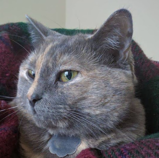 Lesbian Sugar Mama Site De Rencontres