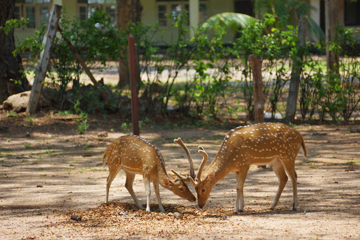 Шри-Ланка: на машине 1 100 км,  фото без комментариев, март-апрель 2013г.