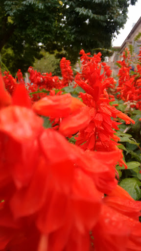 Jardin Dominique Alexandre Godron
