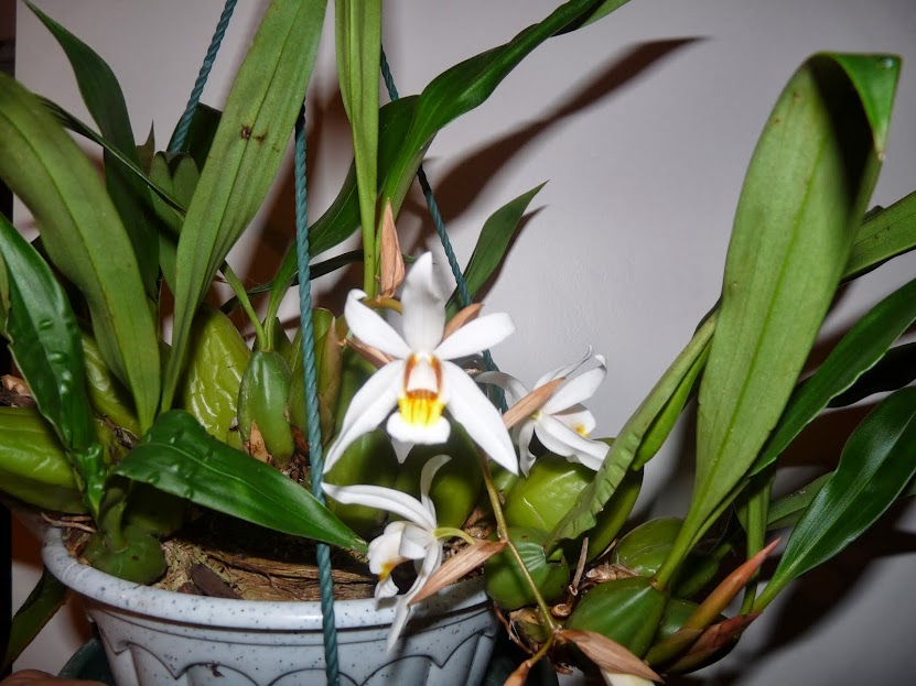 Coelogyne mooreana x cristata P1360885