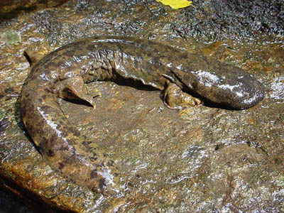 salamanda lizard