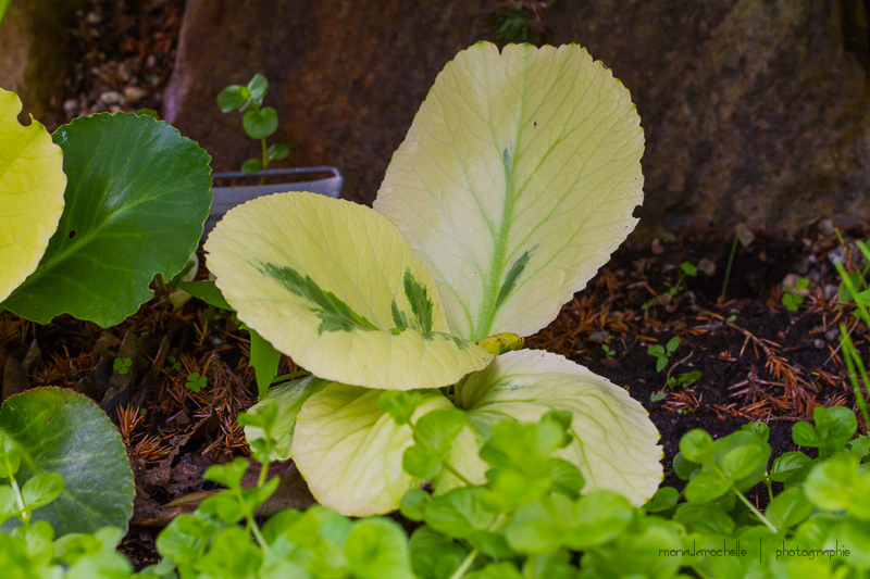 Bergenia 'Solar Flare' Bergenia-solar-flare-130602-23rm