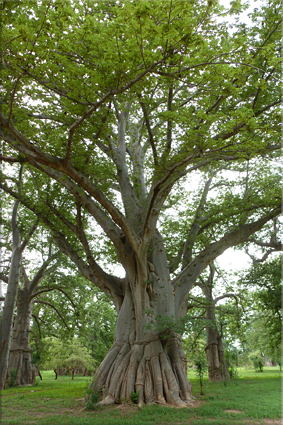 Bosque de baobabs