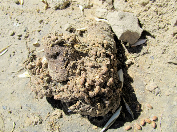 Bear scat with a lot of Russian olive