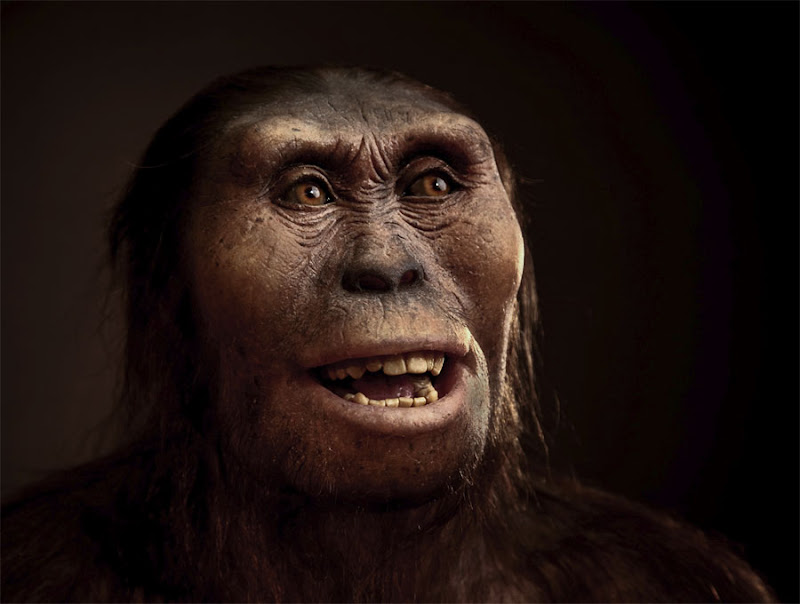 Lucy, Australopithecus Etiópiából