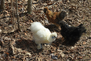 silkie chickens in several colors