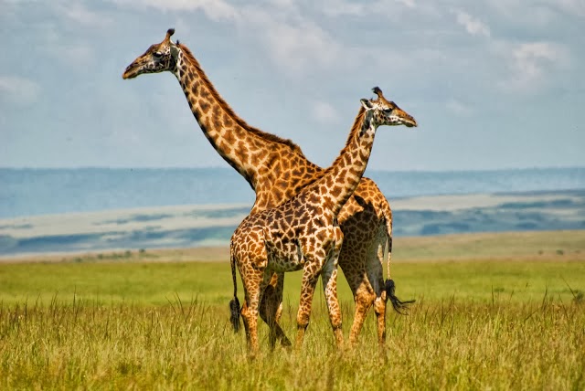 Maasai Mara - Férias no Quénia