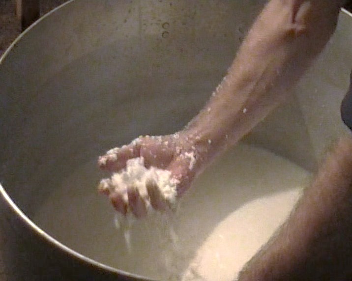 L'università del formaggio fatto in casa: la cagliata di latte di pecora.