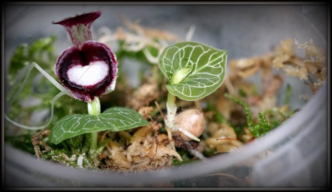 Corybas pictus IMG_9053