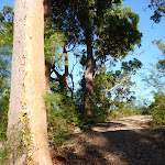 Trail leading over a rise south of Patonga Creek (379091)
