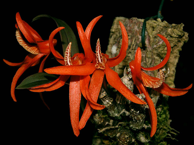Dendrobium lamyaiae (или lanyiae) Dendrobium_lamyiae