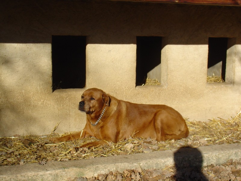 SAMBA - x labrador 11 ans - Chenil refuge de Sisteron (04) DSC05031