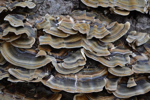 blue and orange stripes on a bit of fungus