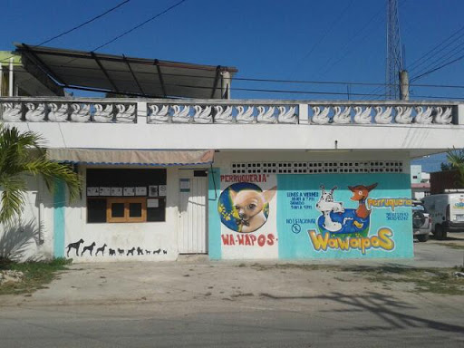 Perruqueria Wa-Wapos, Calle Laguna de Bacalar, Benito Juárez, 77037 Chetumal, Q.R., México, Cuidado de mascotas | QROO