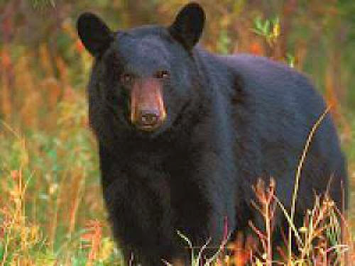 Black Bear Population Rises In Texas
