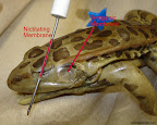 frog head