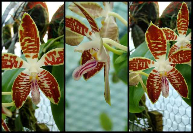 Phalaenopsis sumatrana 2014-04-23