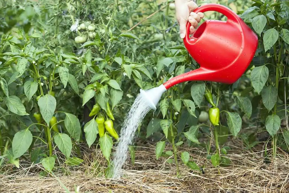 Improper Watering
