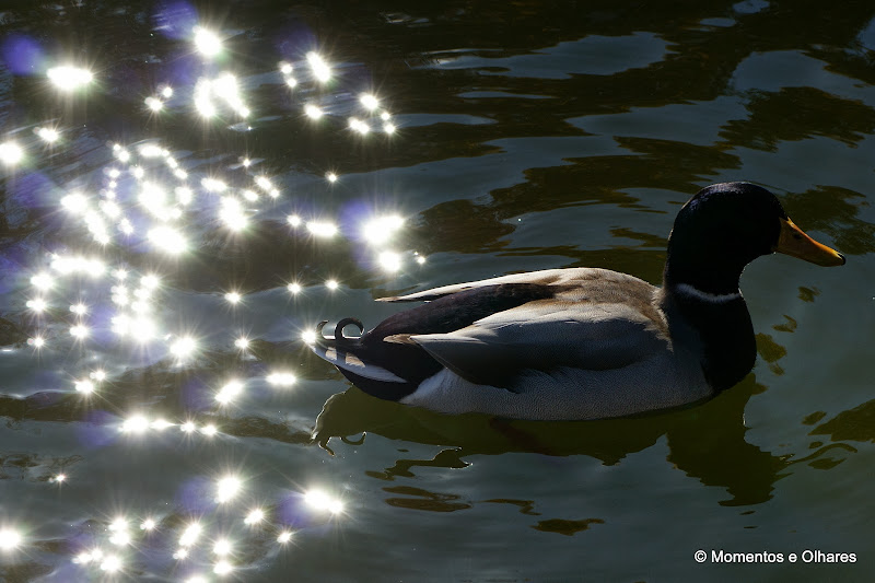 Outono no Jardim do Bonfim