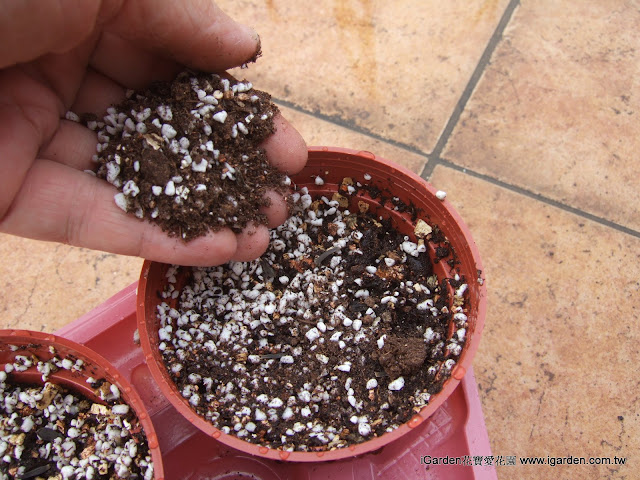 播種步驟四:大部分種子可直接灑上覆土澆水 | iGarden花寶愛花園