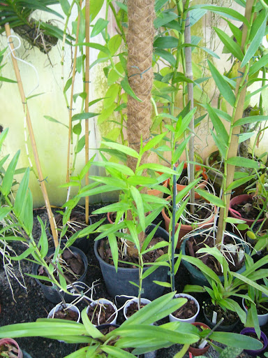 Epidendrum ibaguense P1080826