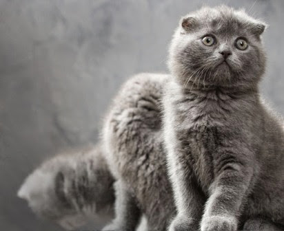 Jenis kucing peliharaan terpopuler scottish fold cats