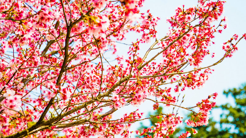 新宿御苑　カンザクラ（寒桜）